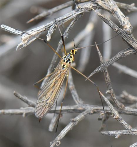 Nephrotoma submaculosa